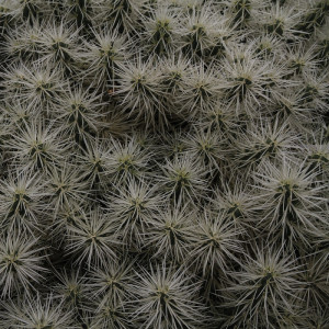 WP10014A Обои декоративные Adriani e Rossi