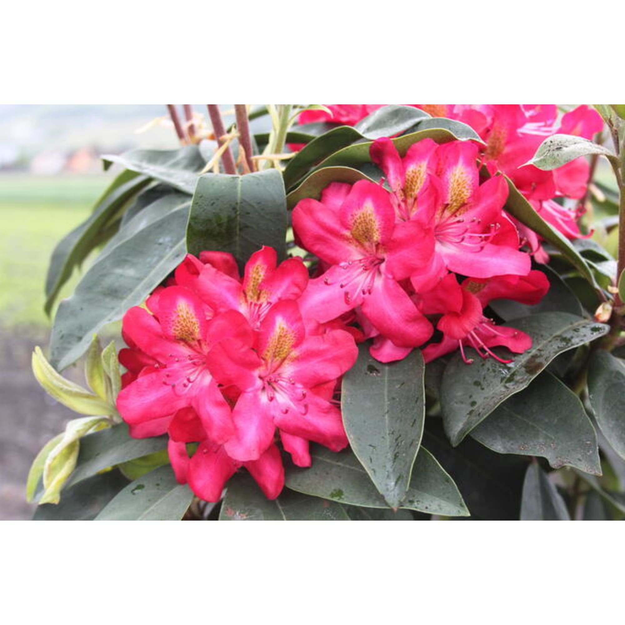 82601828 Рододендрон гибридный «Дженифер» 9x20 см Santreyd  - Вид №3