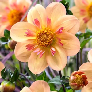 Георгина Келси Энни Джой 1 шт. 83628424 STLM-2034846