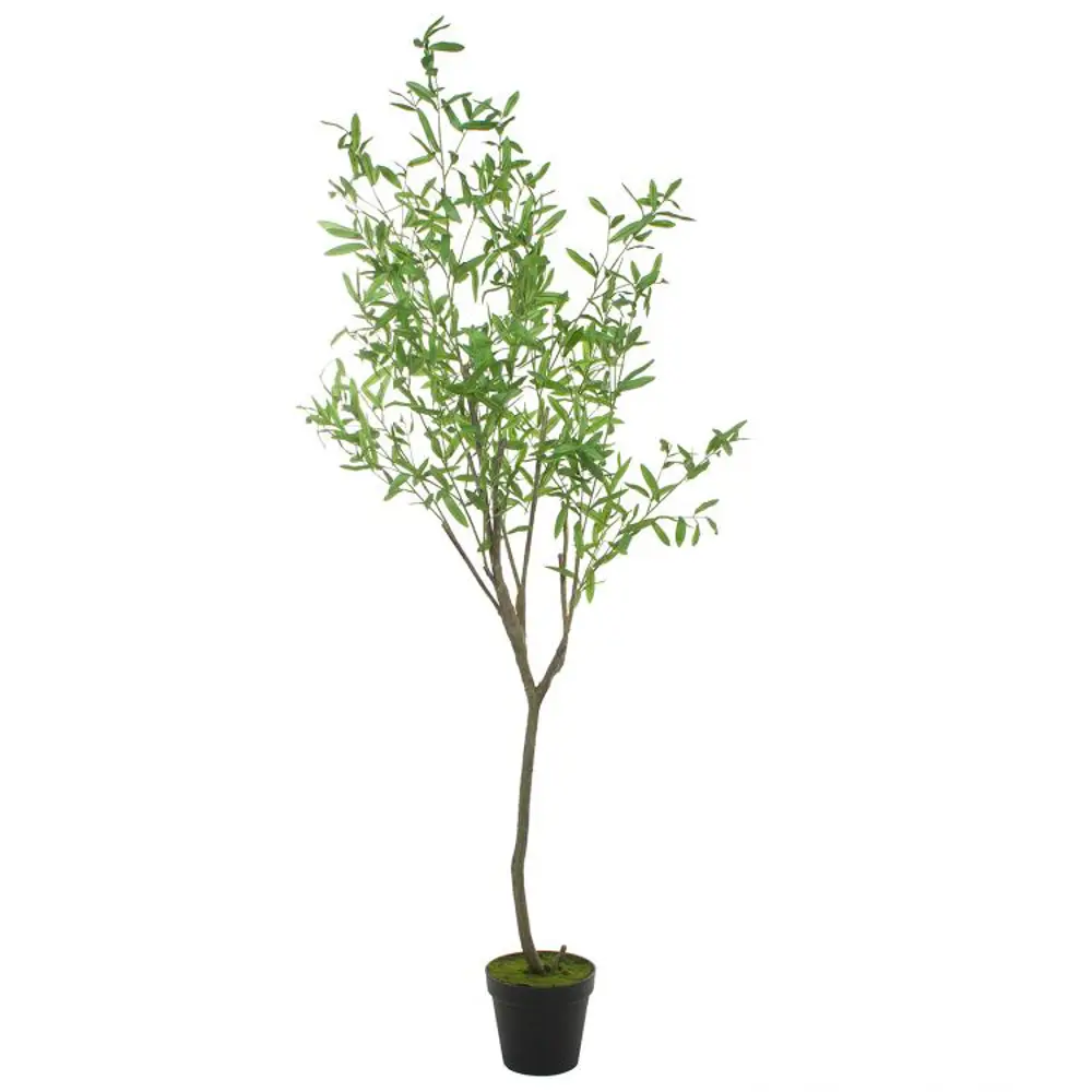 Ива шверина ø19 h60 - 80 см 89465441 STLM-2190550 PLANTMARKET  - Вид №1