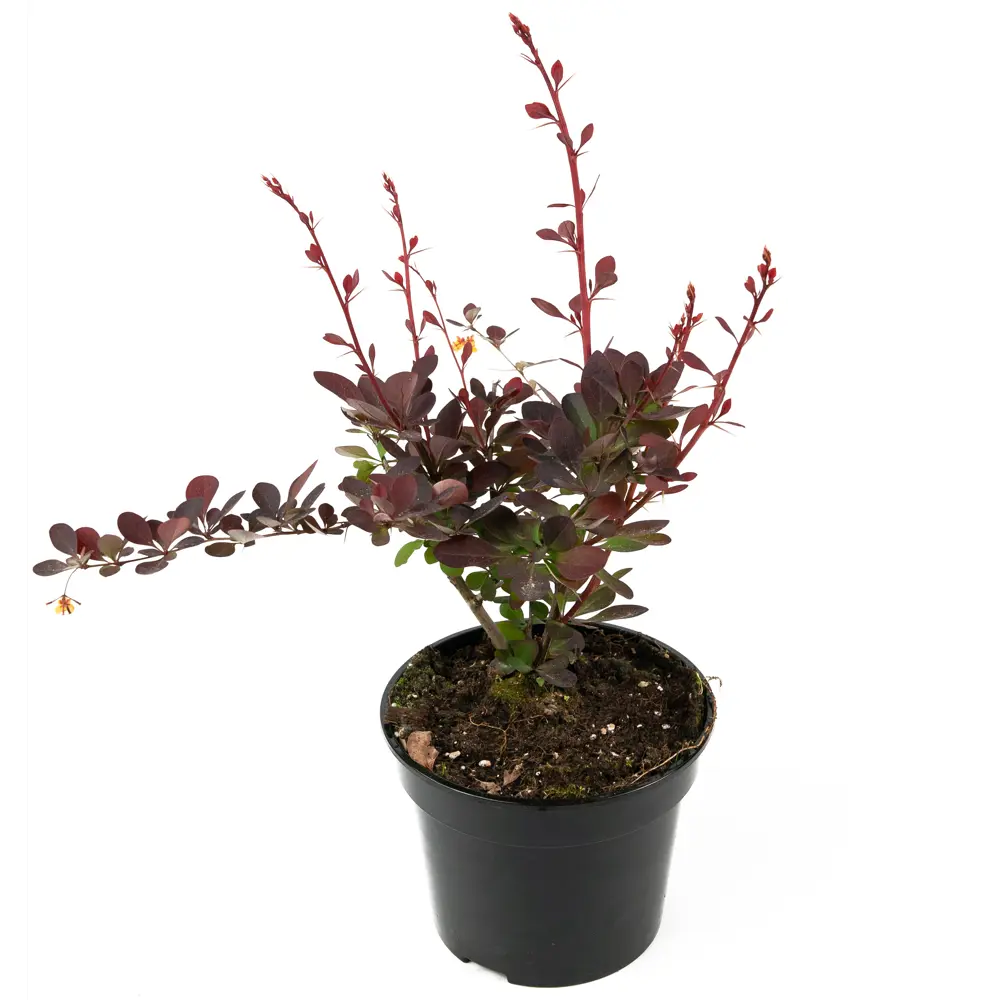 Барбарис Оттавский Superba от Santreyd - декоративный кустарник с целебными плодами 84841606 STLM-0950466