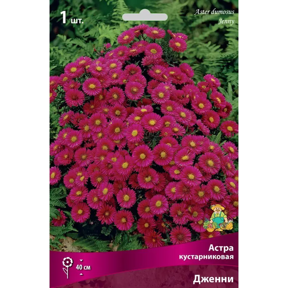 Астра кустарниковая Дженни луковица I 83599234 STLM-2172967 Santreyd 