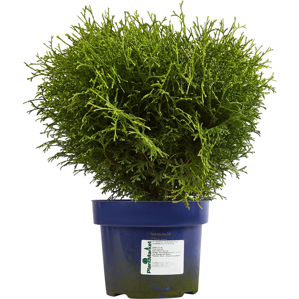 Туя западная Тини Тим ø22 h55 см 84832936 STLM-2015139 PLANTMARKET  - Вид №1