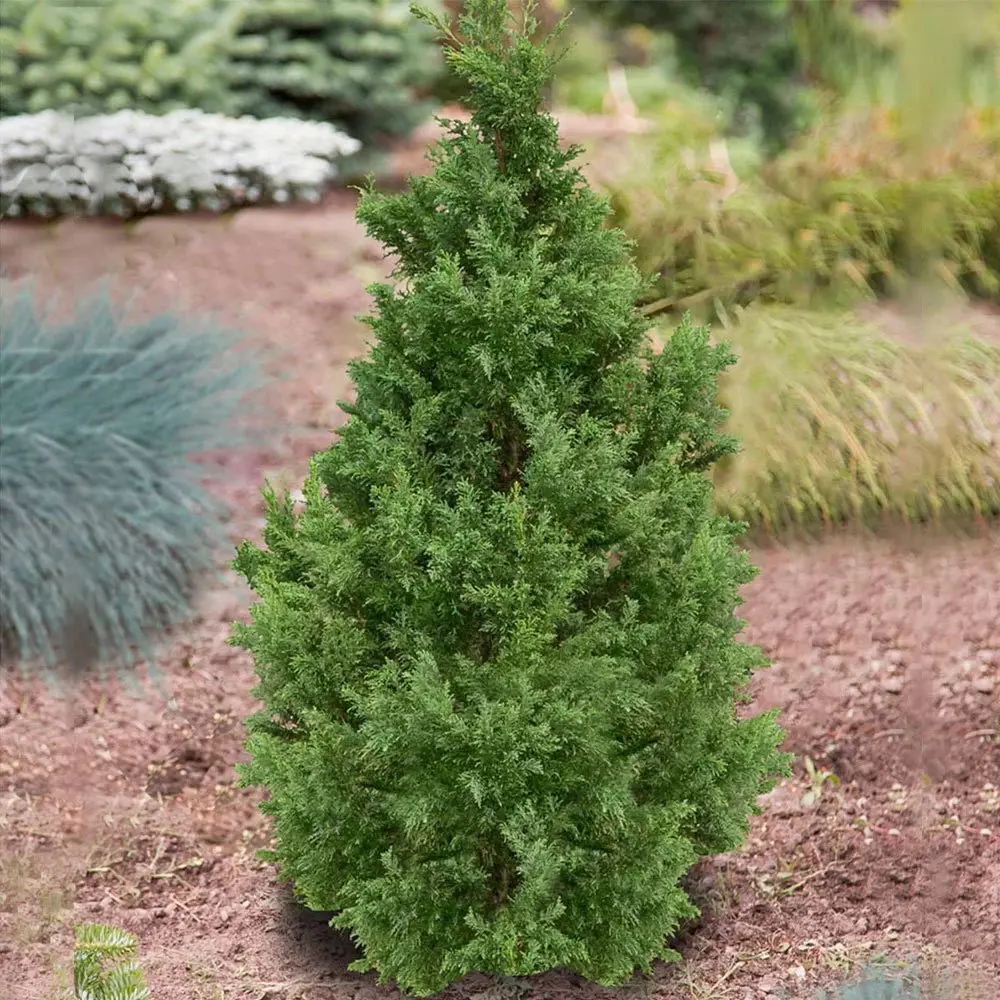 Кипарисовик тупой Драхт h15 см Santreyd STLM-2202859