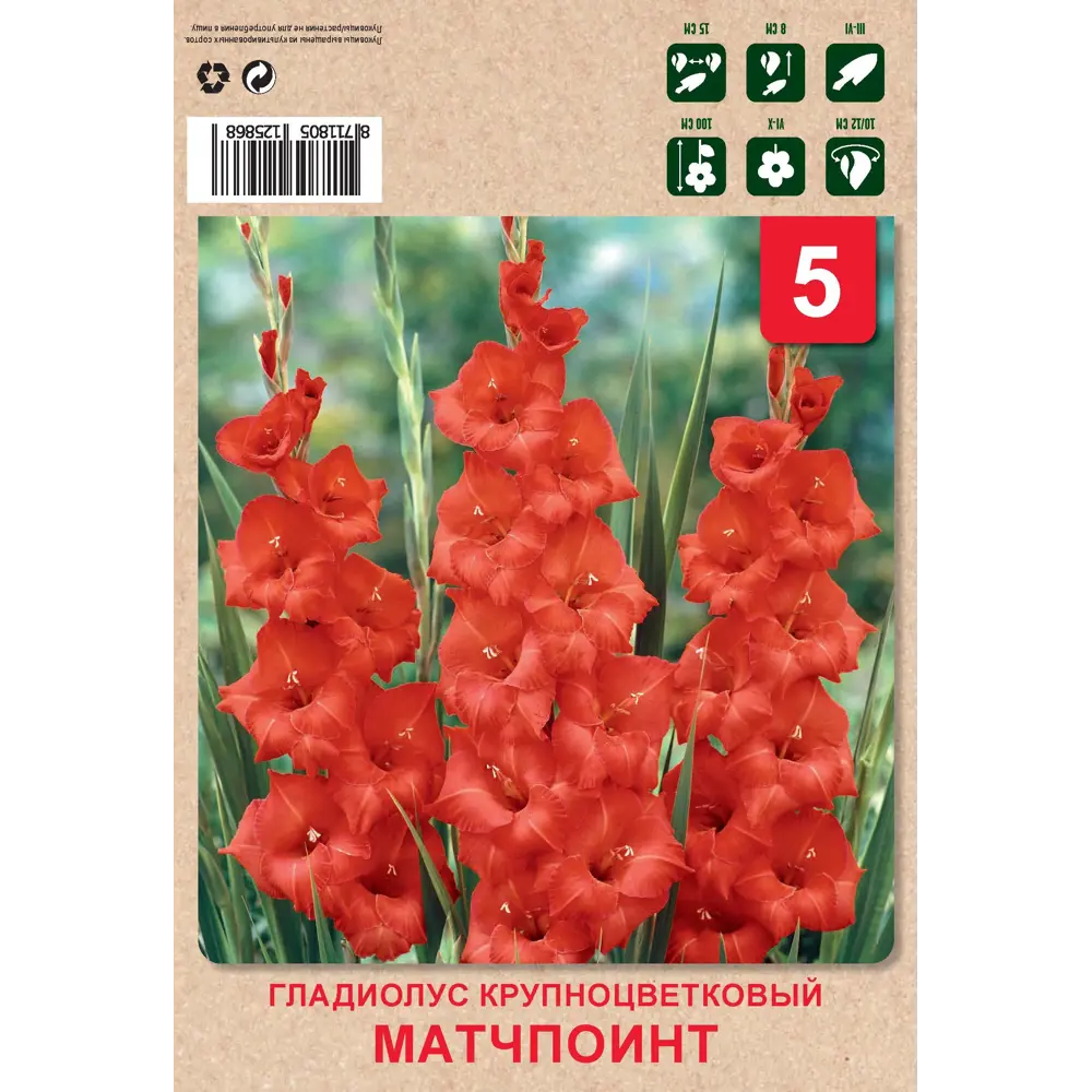 Гладиолус крупноцветковый М поинт Вайолет 10/12 5 шт 82549937 STLM-2164536 Santreyd 