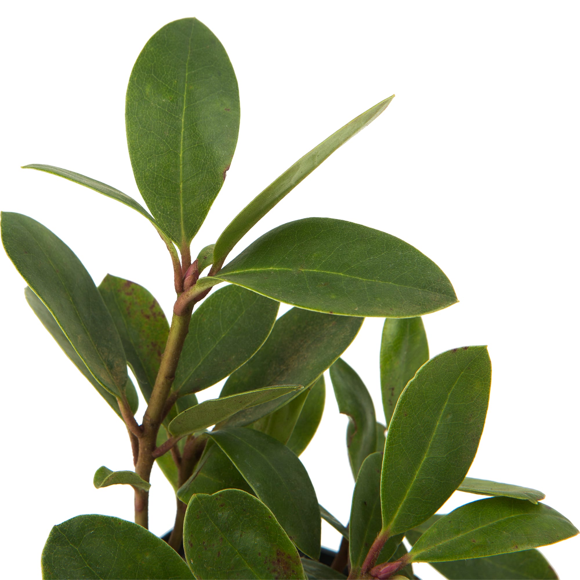 82601840 Рододендрон гибридный «Орнамент» 9x20 см Santreyd  - Вид №3