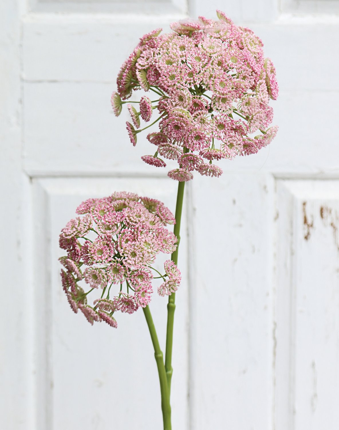 3305 510 a3 Искусственная дикая морковь, 83 см, розовая H-andreas  - Вид №3