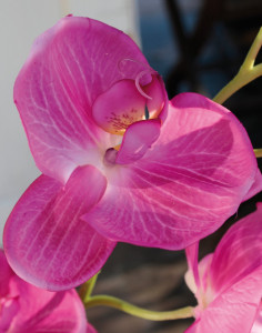 2407 420 a3 Искусственная орхидея Phalaenopsis, 114 см, real touch, вишня H-andreas