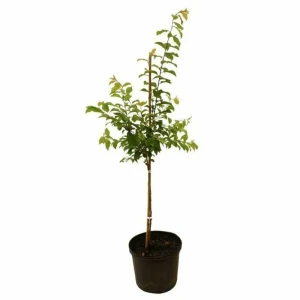 Слива 2 года ø23 h50 см 83248543 STLM-2135861