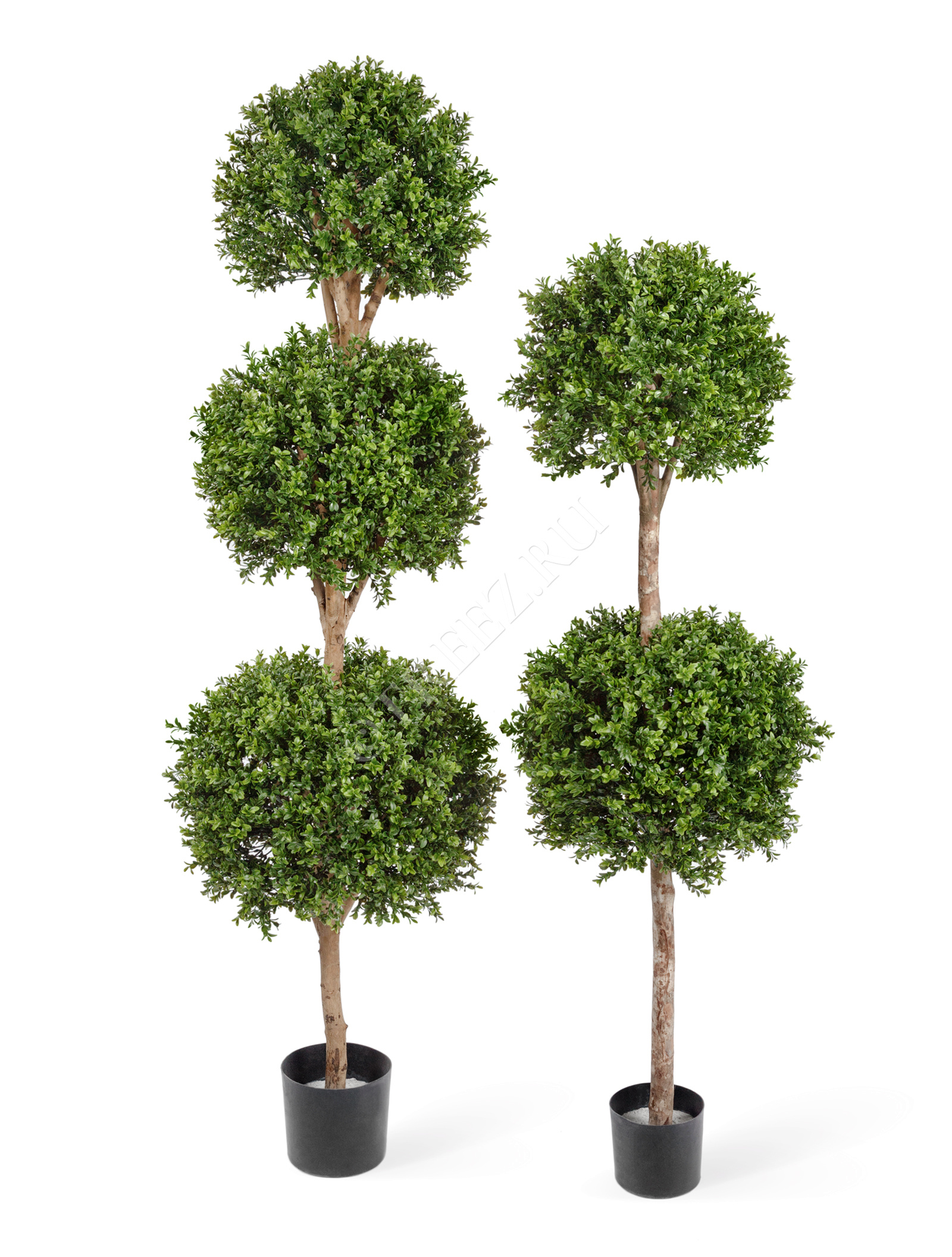 10.43905N Самшит шар Двойной уличный Цветочная коллекция  - Вид №1