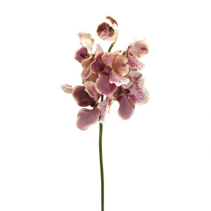 210269-39 ABHIKA ОРХИДЕЯ ВАНДА СТВОЛ LT.BROWN