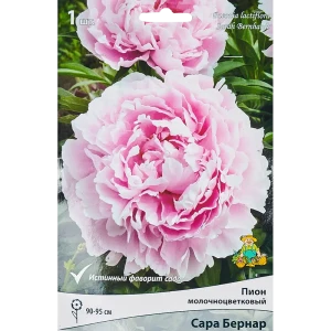 Пион травянистый Сара Бернар Капер луковица 1-2 83600096 STLM-2039490