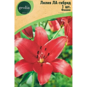 Лилия Geolia ла-гибрид Фанжио