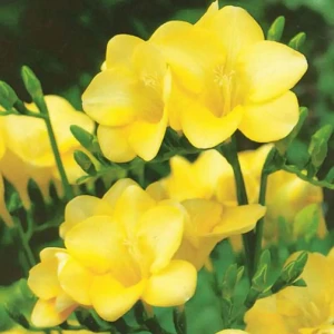 Фрезия «Single Yellow», 4х5 см 14375701 STLM-2022961