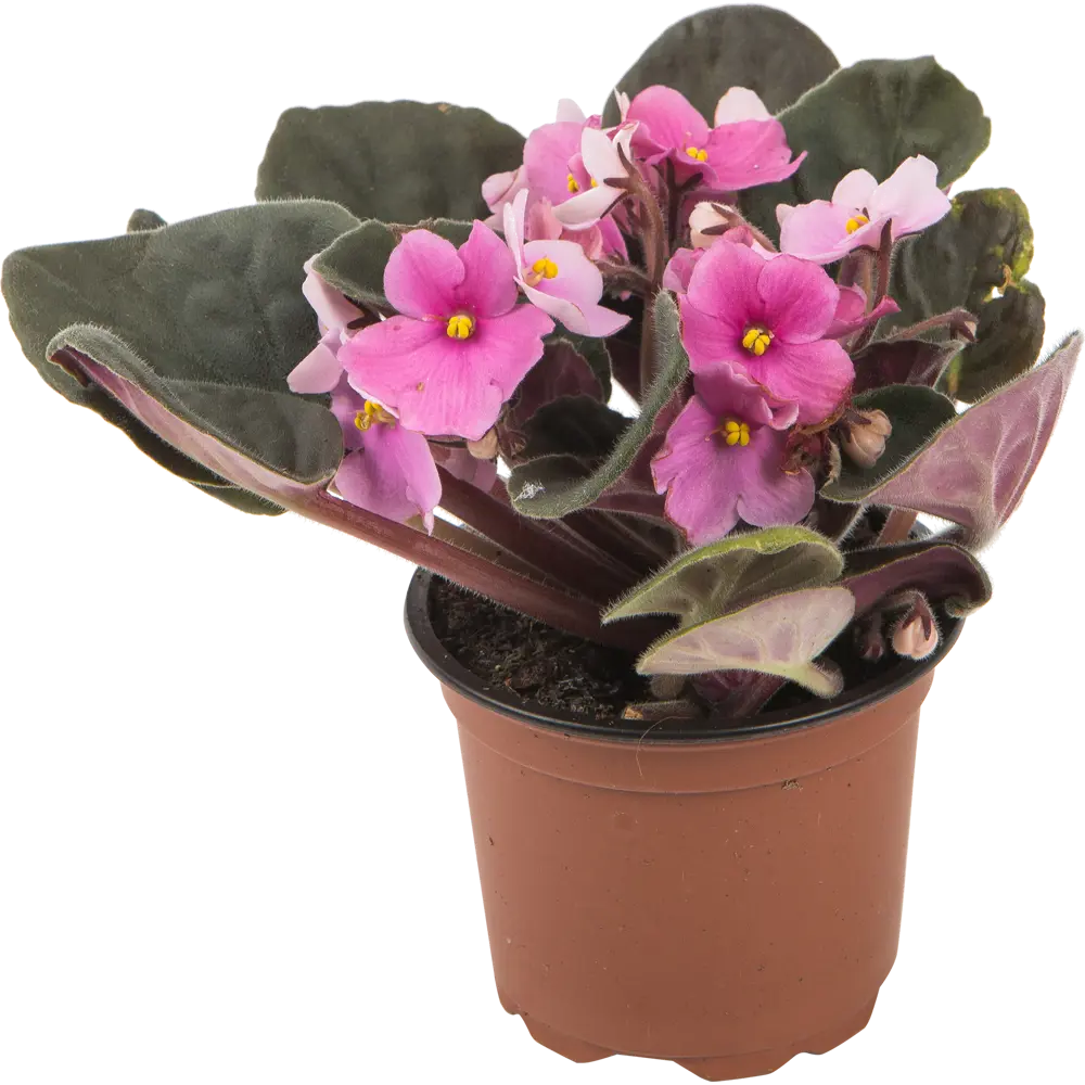 Фиалка микс ø9x15 см 82384252 STLM-2184529 Santreyd 