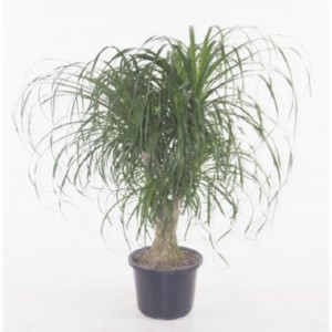 82849694 Нолина 32х110 см