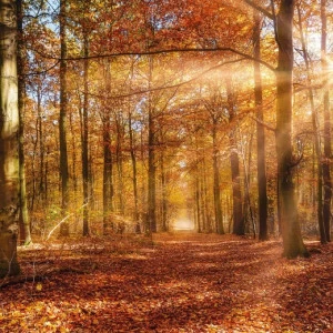 8-997-Golden-Dawn Фотообои Komar Vol.15 3.68х2.54 м