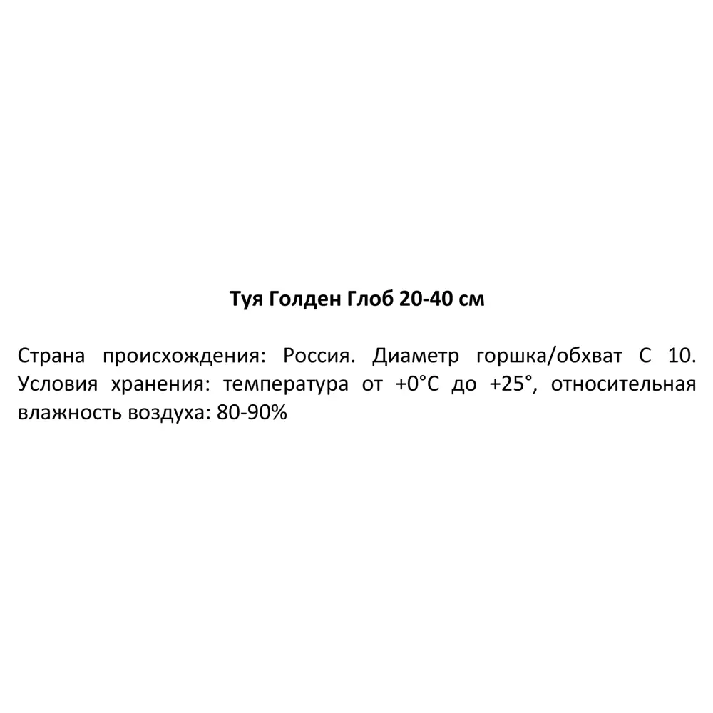Туя Голден Глоб h20-30 см 85320123 STLM-2044325 Santreyd  - Вид №2