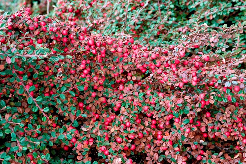 Кизильник Даммера Santreyd - вечнозеленый почвопокровный кустарник 82595248