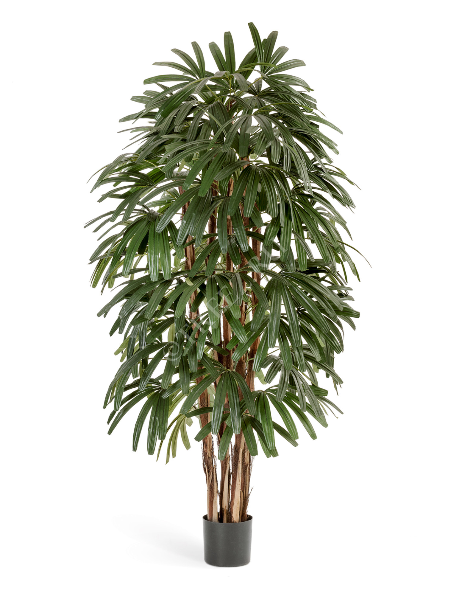 10.36207N Рапис пальма широколистная Цветочная коллекция 