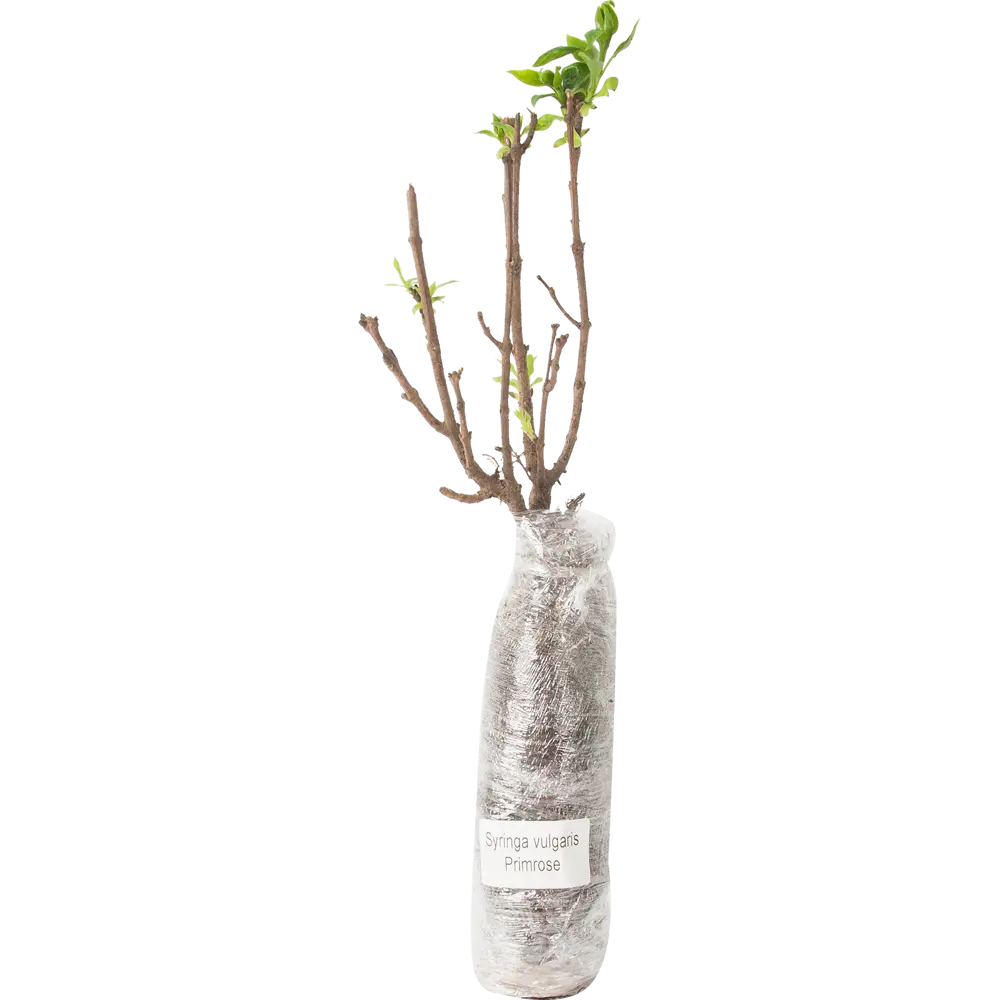 Сирень обыкновенная Примроуз в тубе 82539531 STLM-2104201 BLOOMING LIFE  - Вид №1