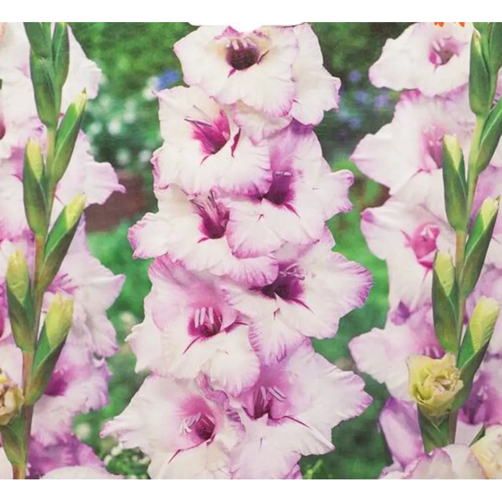 Гладиолус крупноцветковый Робибор 7 шт. 83628487 STLM-2166150 BLOOMING LIFE 