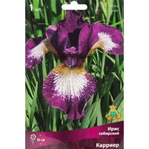 Корневище ирис сибирский Карриер разноцветный 82710743 STLM-2190148