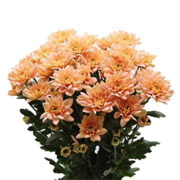 Хризантема кустовая балтика сальмон 70 см Santreyd 25257