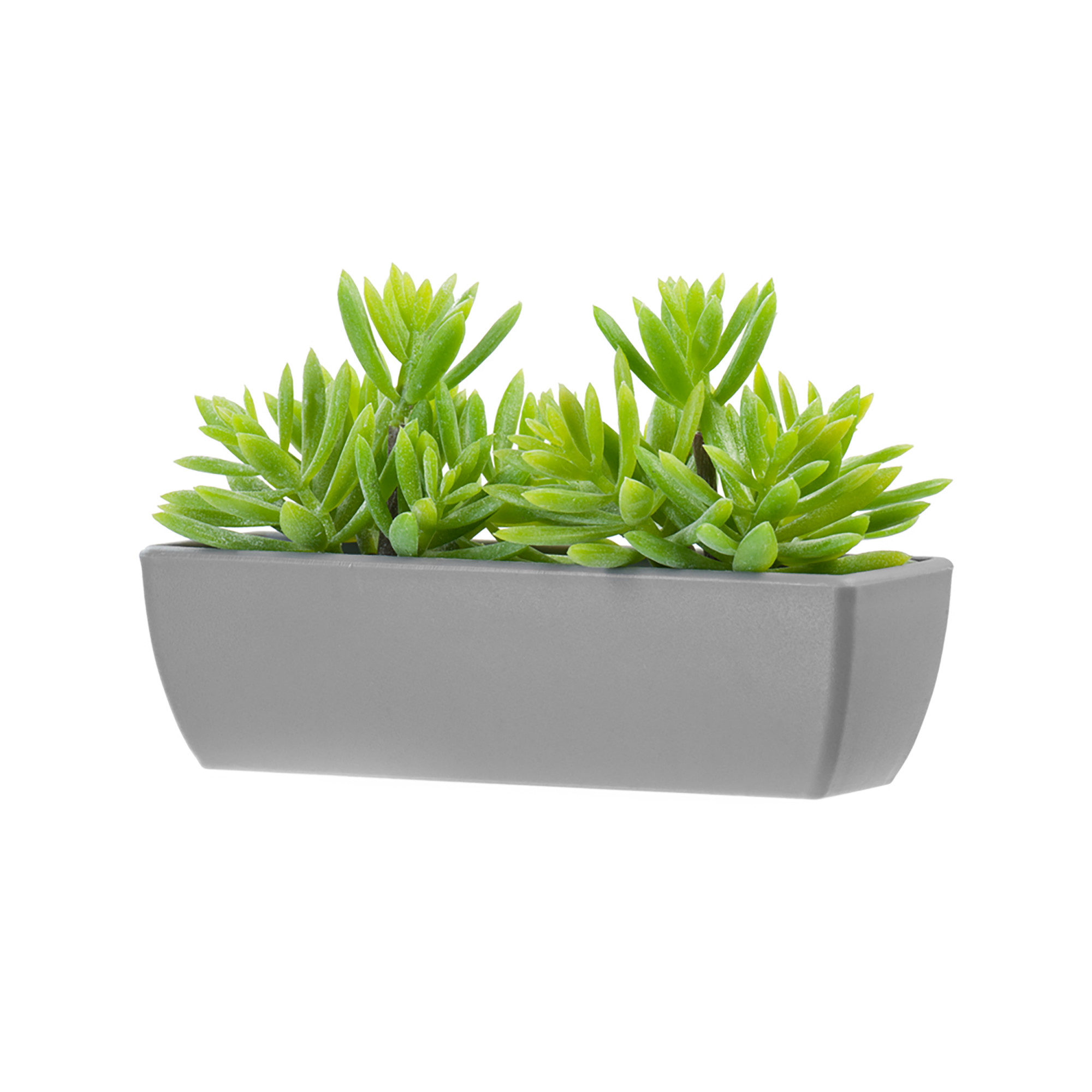 2000983229564 Композиция Седум в сером кашпо 12 см COSMO RED 