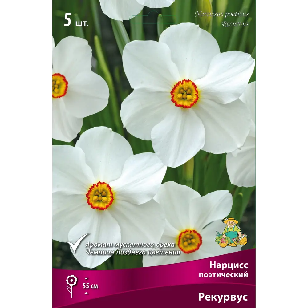 Нарцисс поэтический Рекурвус 12/14, 5 шт ПОИСК STLM-2127028