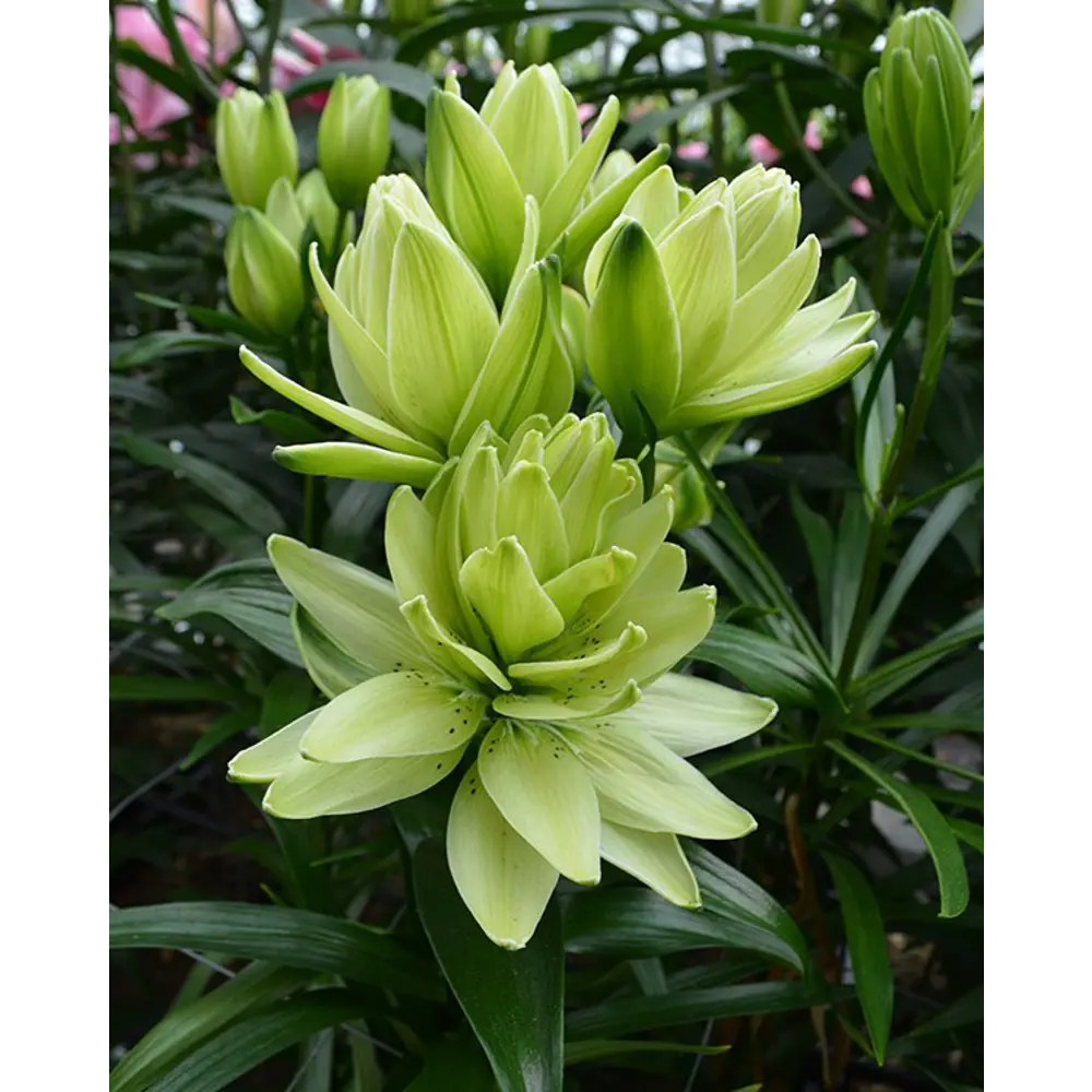 Лилия азиатская Бонеста 5 шт. 83628522 STLM-2093974 BOTANIC COLLECTION 