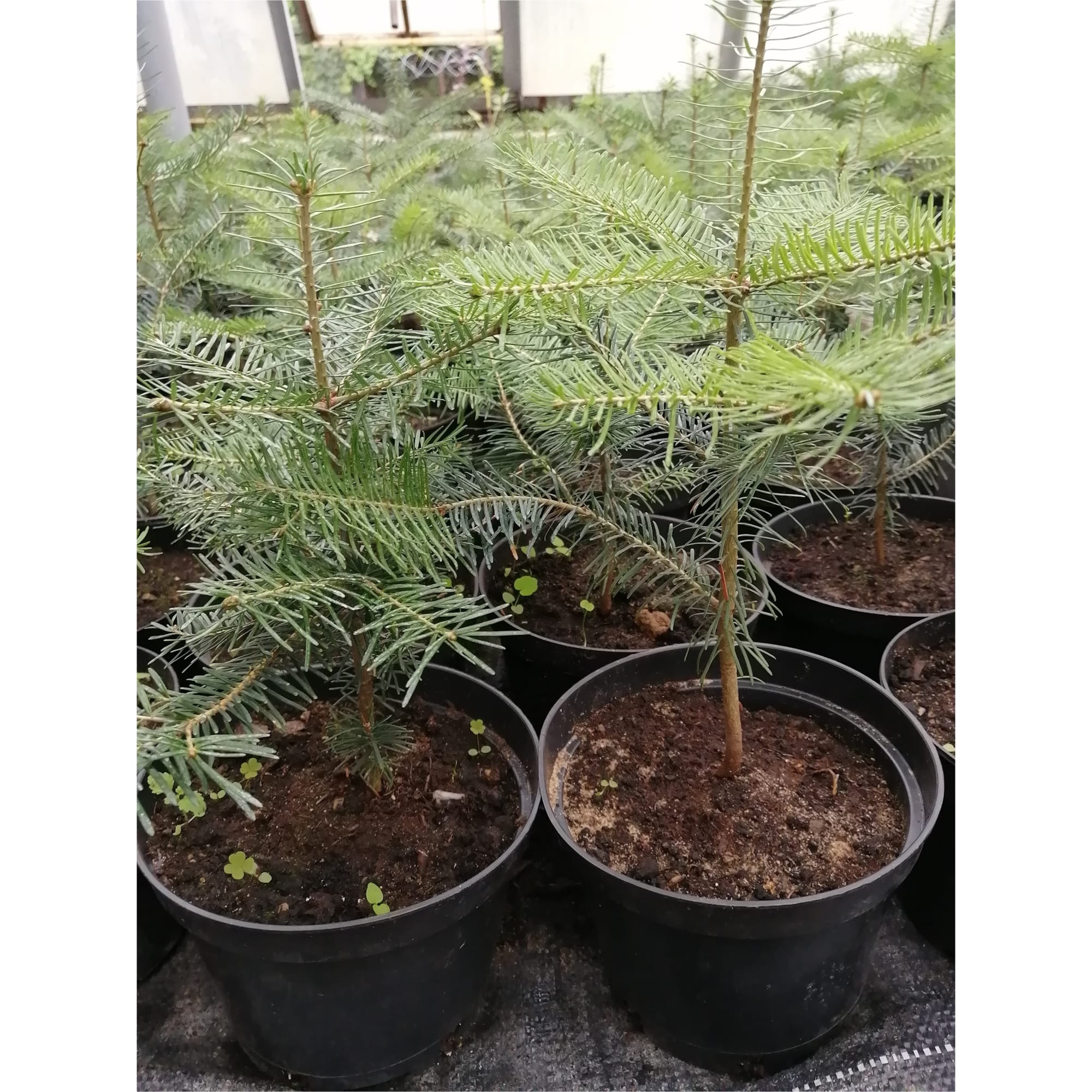 83851281 Пихта пушкинская оригинальная ø11 h31 см Santreyd 