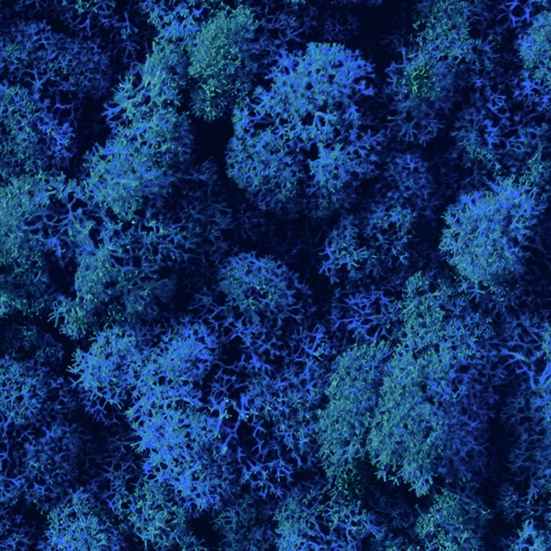 VER001 Лишайник Adriani e Rossi 01 Мох светло-зеленый  - Вид №12