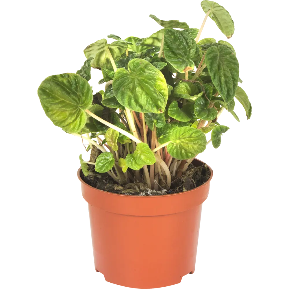 Santreyd Пеперомия Лилиан — живой очиститель воздуха с декоративными листьями 14032409 STLM-0004208