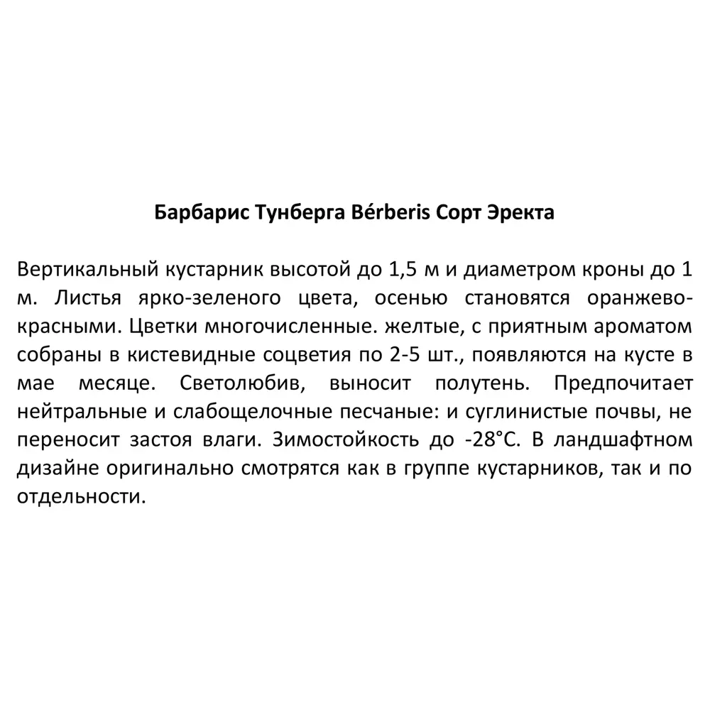 Барбарис Тунберга Эректа ø15 h40 см 85606794 STLM-2062495 Santreyd  - Вид №2
