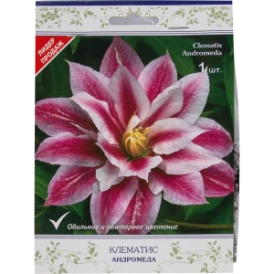 82527497 Клематис крупноцветковый Андромеда в капере STLM-0961566