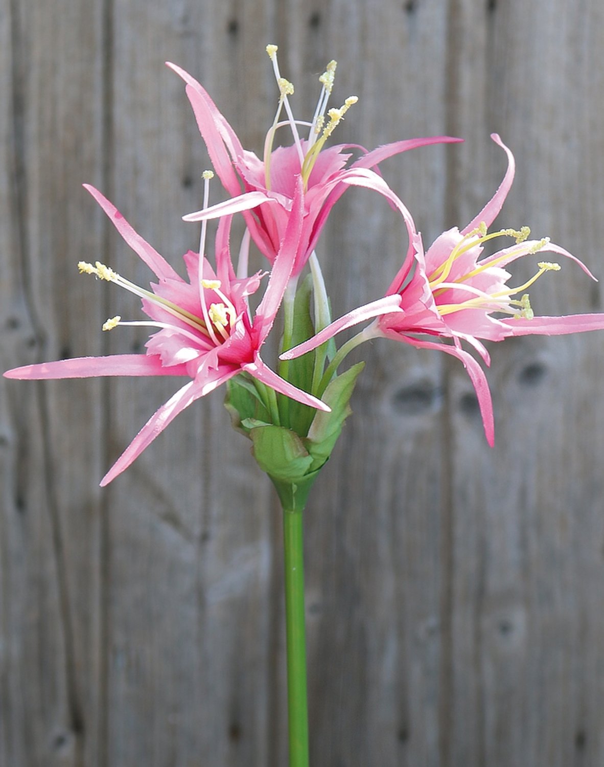 3379 510 a3 Искусственная лилия паука, 78 см, розовая H-andreas  - Вид №4