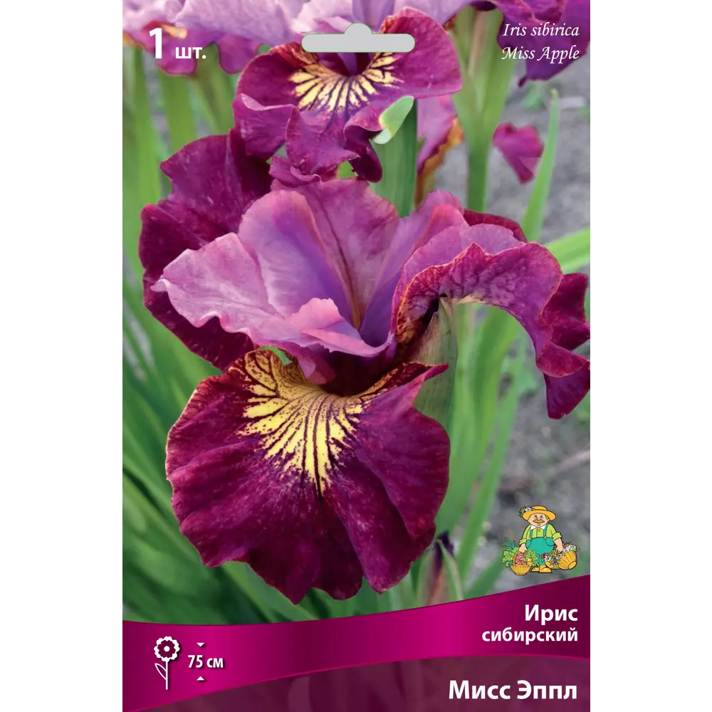 Ирис Мисс Эппл Santreyd - многолетний сибирский сорт с двухцветными лепестками 82662337 STLM-0955166
