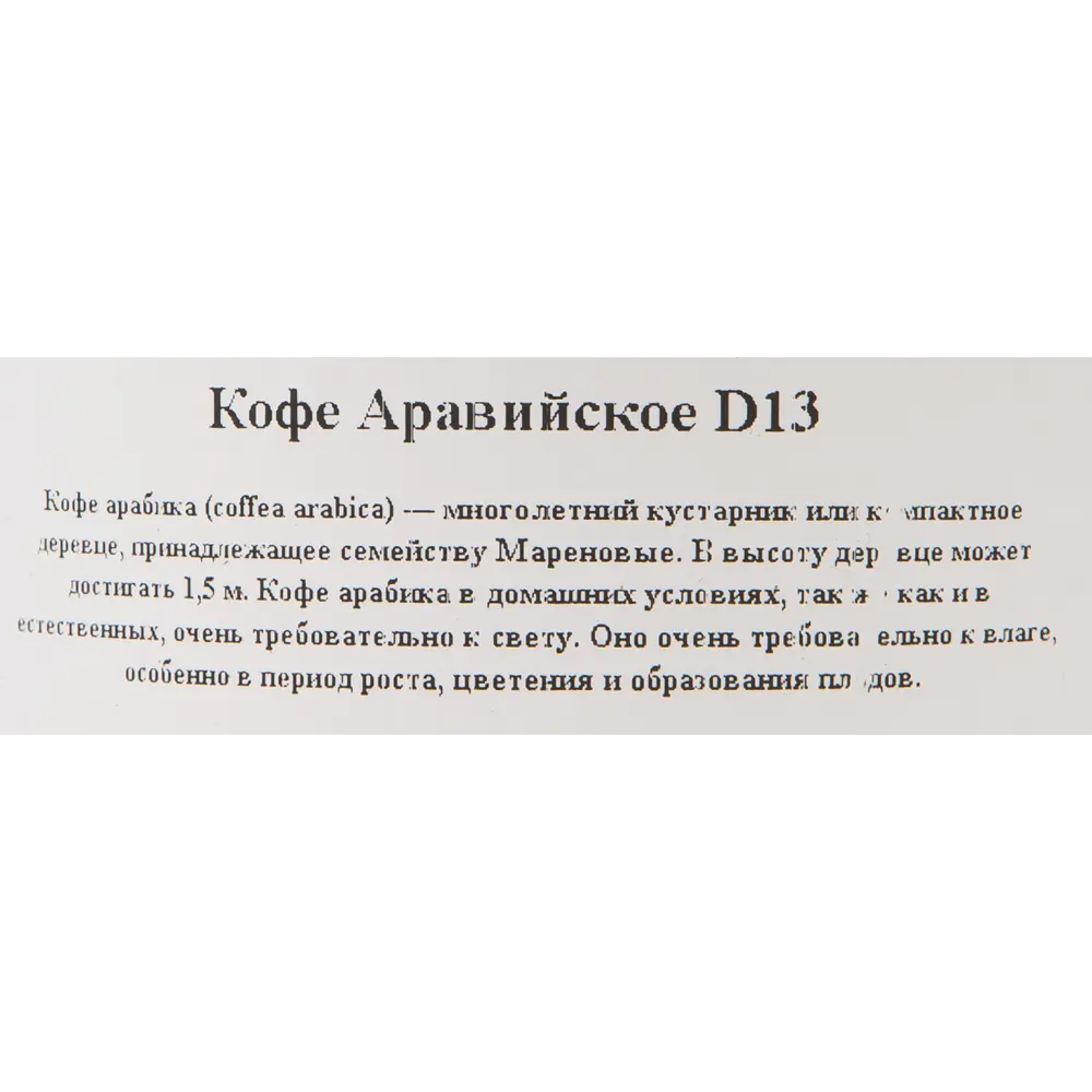 Santreyd Кофейное дерево аравийское - вечнозеленый комнатный кустарник 82560396 STLM-0029934 - Вид №2