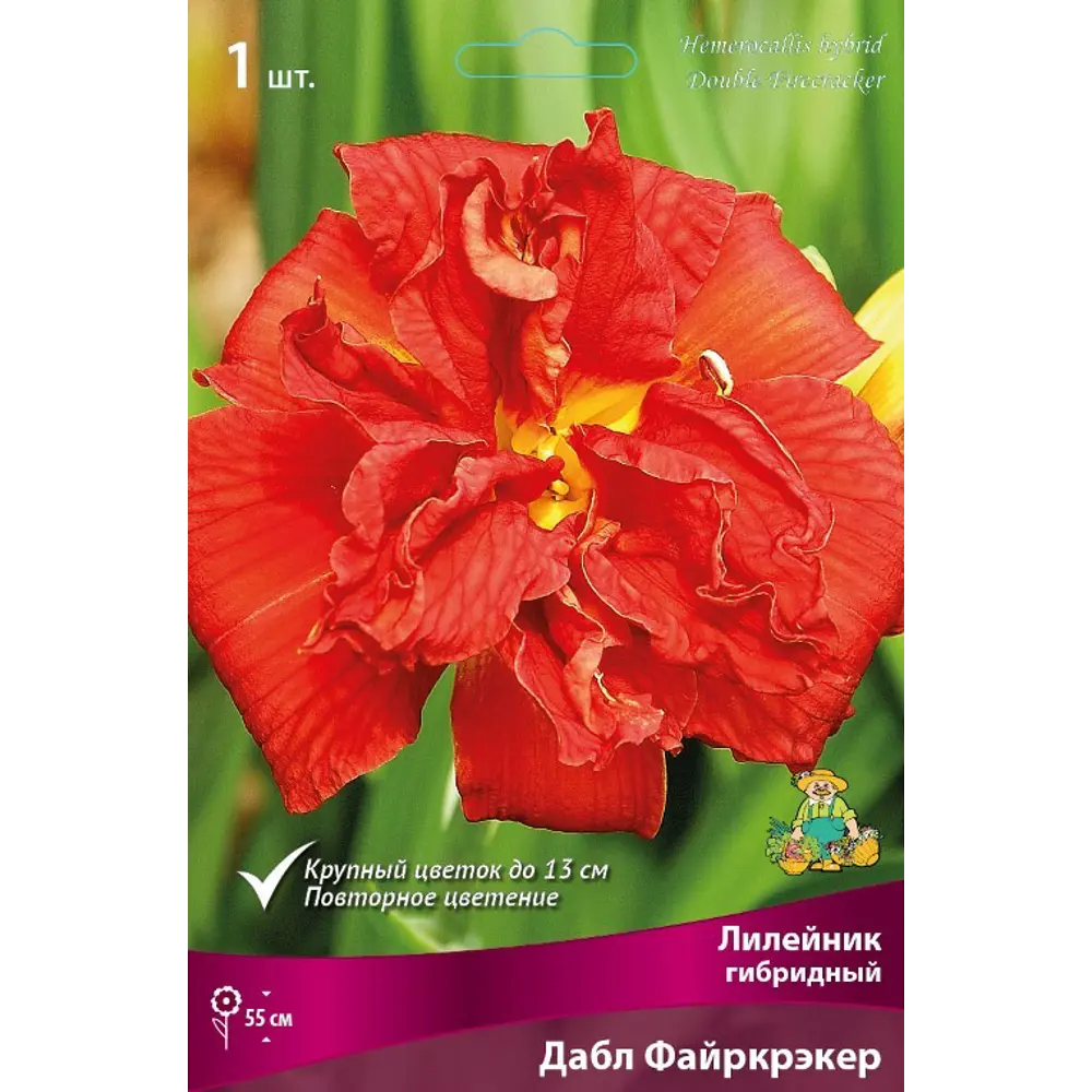 Лилейник гибридный Дабл Файркрэкер луковица I 83597577 STLM-2096210 Santreyd 