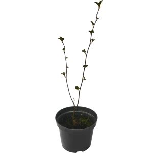 Пузыреплодник калинолистный Ред Барон ø15 h60 см