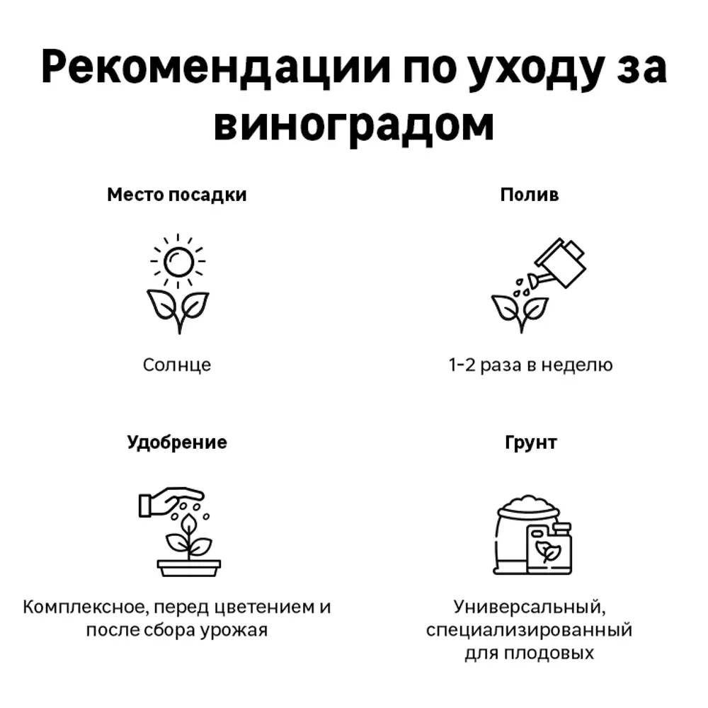 Виноград плодовый Восторг h40 см 83791402 STLM-2077064 Santreyd  - Вид №3