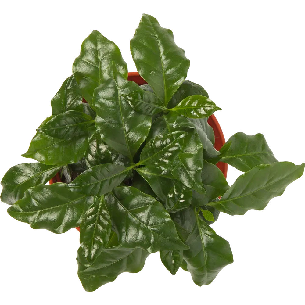 Santreyd Кофейное дерево аравийское - вечнозеленый комнатный кустарник 82560396 STLM-0029934 - Вид №1