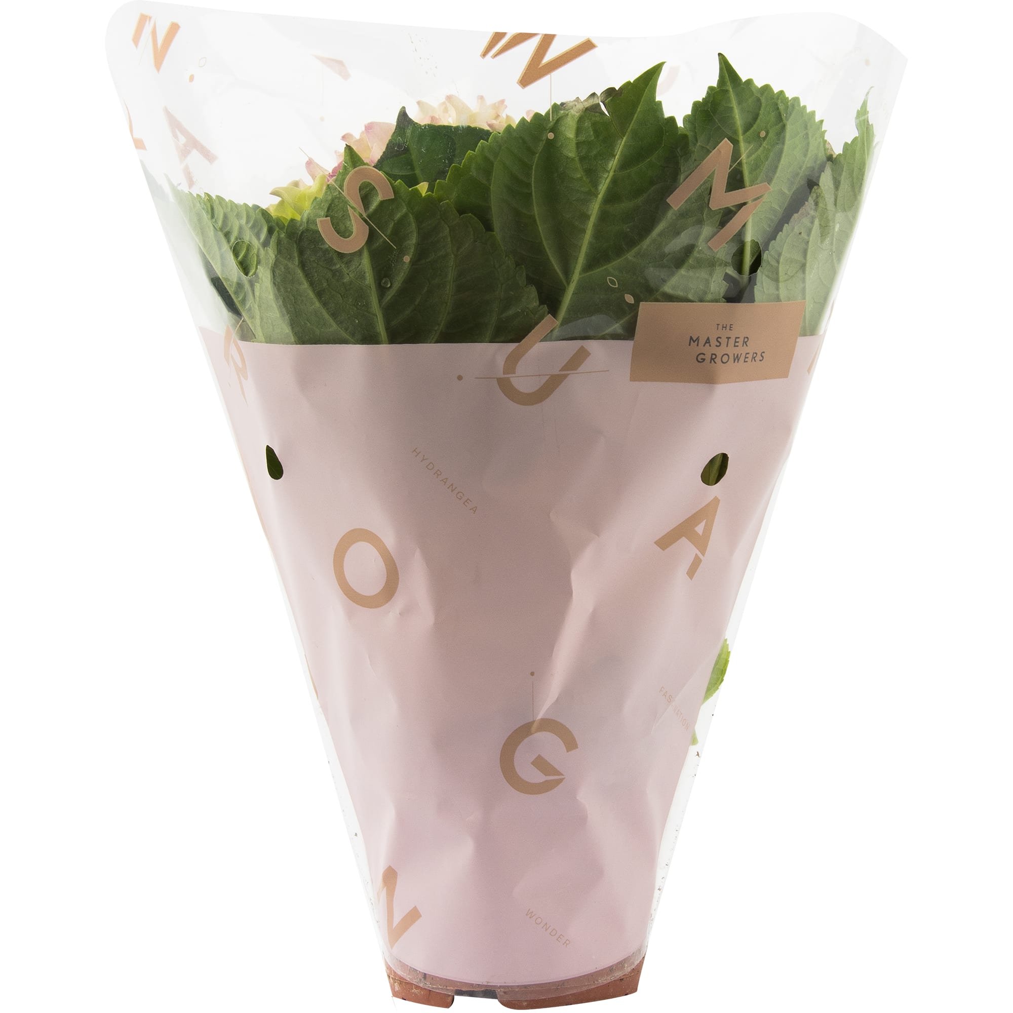 82580128 Гортензия макрофилла микс d10 h25 Santreyd  - Вид №2