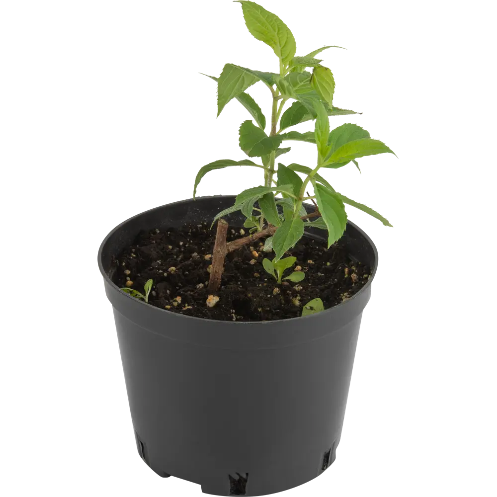 Гортензия метельчатая Фантом ø15 h35 см PLANTMARKET STLM-2157233
