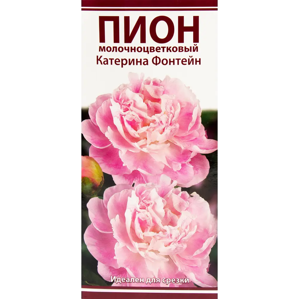 Пион молочноцветковый «Катерина Фонтейн», размер луковицы I 82319604 STLM-2158537 Santreyd 