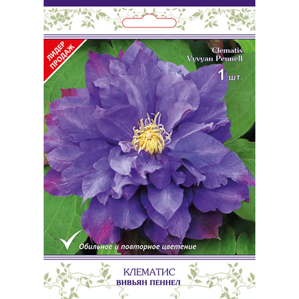 Клематис крупноцветковый Вивьян Пеннел h15 см 83431365 STLM-2198616 Santreyd 