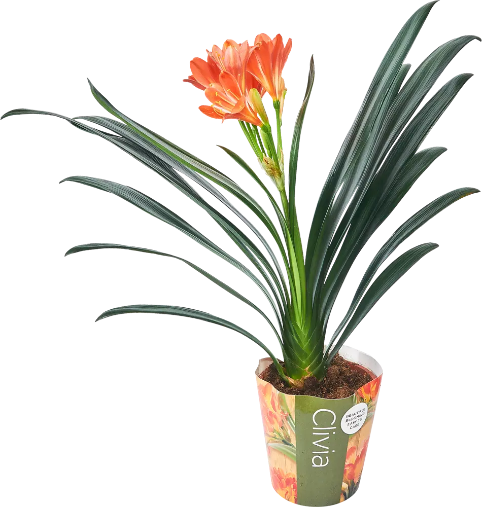 85062764 Кливия Миниата ø13 h40-50 см STLM-0058101