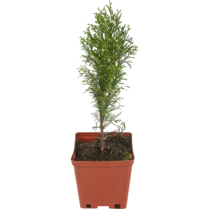 Туя западная «Смарагд» 15x30 см 82596817 STLM-2084001
