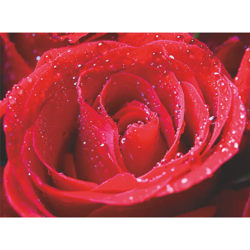 Фотообои Фламенко бумажные 200x140 см Симфония STLM-2114610